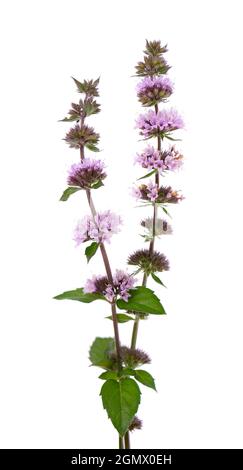 Peppermint flowers isolated on white background. Mint branch. Herbal medicine. Stock Photo