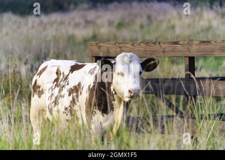young bull-calf stands on green grass against the background of a wooden fence Stock Photo