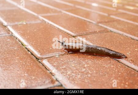 slug crawling along the path in the rain on gloomy autumn day Stock Photo