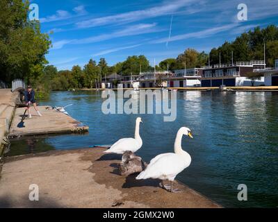 Oxford, England - 13 September 2019 ; one person in view. Two swans and a juvenile cygnet on the south bank of the Thames at Oxford, just opposite the Stock Photo