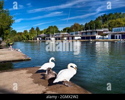 Oxford, England - 13 September 2019 ; no people. Two swans and a juvenile cygnet on the south bank of the Thames at Oxford, just opposite the Universi Stock Photo
