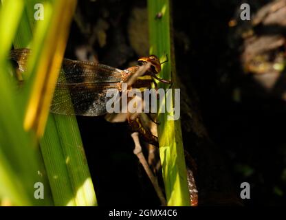 Brown Hawker Dragonfly laying her eggs Stock Photo