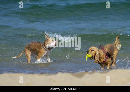 Two dogs playing in the ocean waves near the shore. Stock Photo