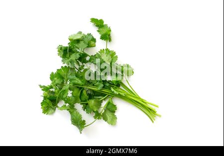 Bunch of green Cilantro isolated on white. Branch of Cilantro or Coriander, top view Stock Photo