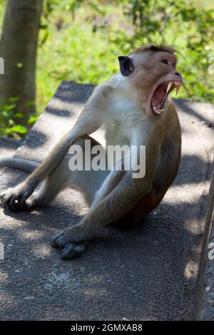 Dambulla, Sri Lanka - 11 February 2014; Toque Macaques are intensely social monkeys; These guys were spotted at leisure by the long and exhausting (se Stock Photo