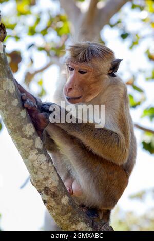 Dambulla, Sri Lanka - 11 February 2014; Toque Macaques are intensely social monkeys; These guys were spotted at leisure by the long and exhausting (se Stock Photo