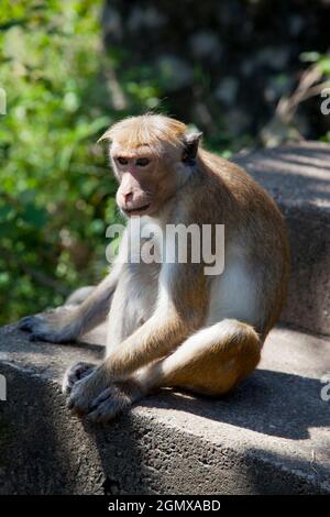 Dambulla, Sri Lanka - 11 February 2014; Toque Macaques are intensely social monkeys; These guys were spotted at leisure by the long and exhausting (se Stock Photo