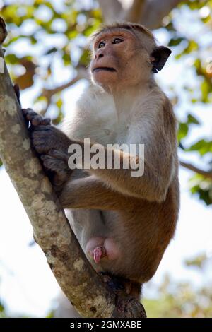 Dambulla, Sri Lanka - 11 February 2014; Toque Macaques are intensely social monkeys; These guys were spotted at leisure by the long and exhausting (se Stock Photo