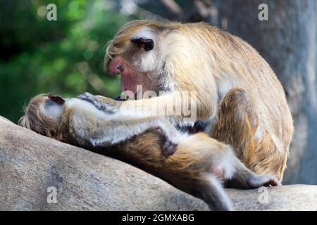 Dambulla, Sri Lanka - 11 February 2014; Toque Macaques are intensely social monkeys; they use grooming as a powerful tool for bonding, establishing hi Stock Photo