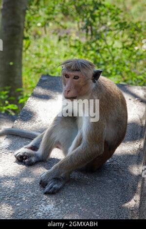 Dambulla, Sri Lanka - 11 February 2014; Toque Macaques are intensely social monkeys; These guys were spotted at leisure by the long and exhausting (se Stock Photo