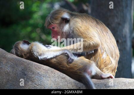 Dambulla, Sri Lanka - 11 February 2014; Toque Macaques are intensely social monkeys; they use grooming as a powerful tool for bonding, establishing hi Stock Photo