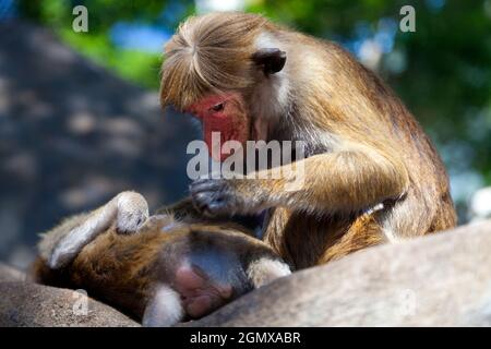 Dambulla, Sri Lanka - 11 February 2014; Toque Macaques are intensely social monkeys; they use grooming as a powerful tool for bonding, establishing hi Stock Photo