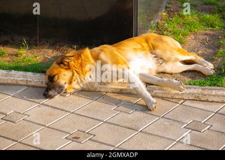there is a red dog lying on the sidewalk Stock Photo