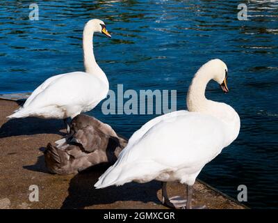 Oxford, England - 13 September 2019 ; no people. Two swans and a juvenile cygnet on the south bank of the Thames at Oxford, just opposite the Universi Stock Photo
