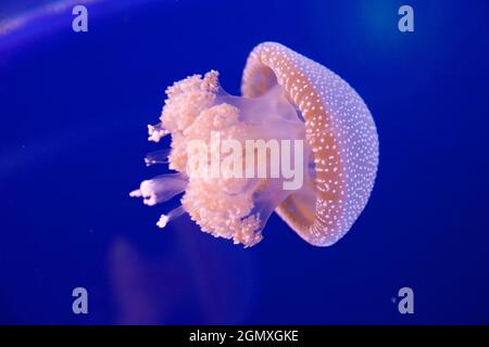 Phyllorhiza punctata is a species of jellyfish, also known as the floating bell, Australian spotted jellyfish or the white-spotted jellyfish. It is na Stock Photo