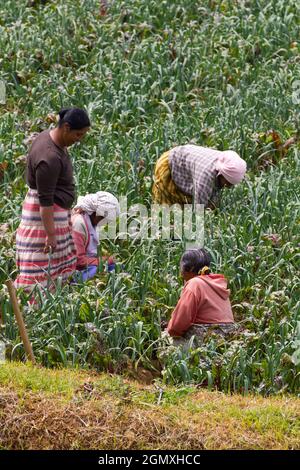 Central Sri Lanka - 14 February 2013 Located on a hilltop in the Central Province of Sri Lanka, Nuwara Eliya is a tea plantation, although the tea fac Stock Photo