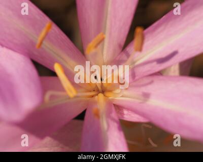 macro of Pink flower with 6 petals and long filament Stock Photo