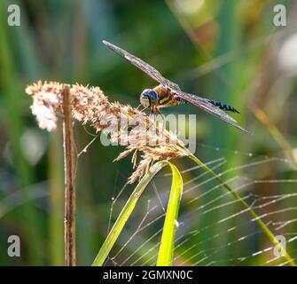 Dragonfly blue and green colored on grass on green background beautiful insect animal Stock Photo