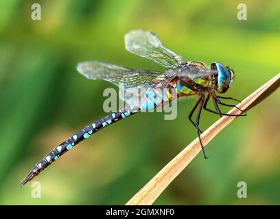 Dragonfly blue and green colored on grass on green background beautiful insect animal Stock Photo