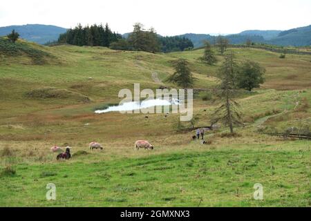 A couple walk with their dogs past Wise Een Tarn, Claife, near Hawkshead, Lake District, UK. Sheep grazing in foreground. Stock Photo