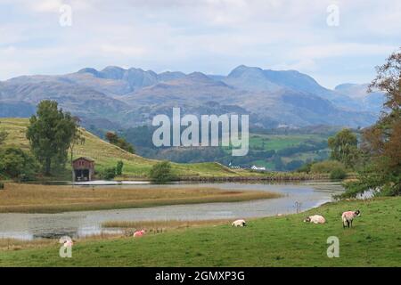 View over Wise Een Tarn, Claife, near Hawkshead, Lake District, UK. Shows Old Man of Coniston and Langdale peaks beyond. Stock Photo