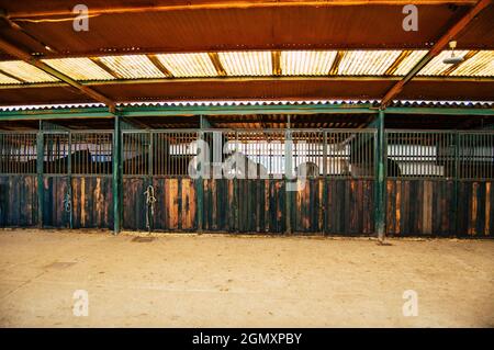 Seville Spain September 15, 2021 Unidentified Spanish people tending to horses at a hacienda in Andalusia in southern Spain Stock Photo