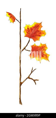 Autumn Branch with orange leaves maple sketch watercolor, hand drawing, isolated, white background, for your design. Vector illustration Stock Vector