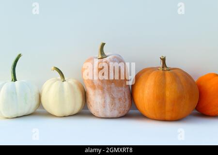 Pumpkins autumn background. Different pumpkin varieties. Stock Photo