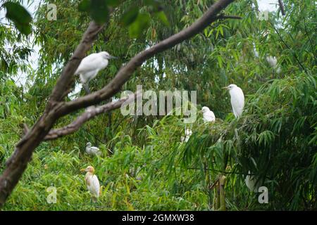 Bang Lang stork park in Can Tho city southern Vietnam Stock Photo