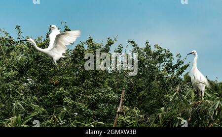 Bang Lang stork park in Can Tho city southern Vietnam Stock Photo