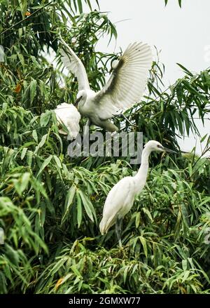 Bang Lang stork park in Can Tho city southern Vietnam Stock Photo