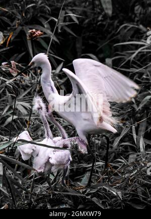 Bang Lang stork park in Can Tho city southern Vietnam Stock Photo