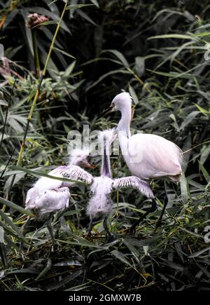 Bang Lang stork park in Can Tho city southern Vietnam Stock Photo