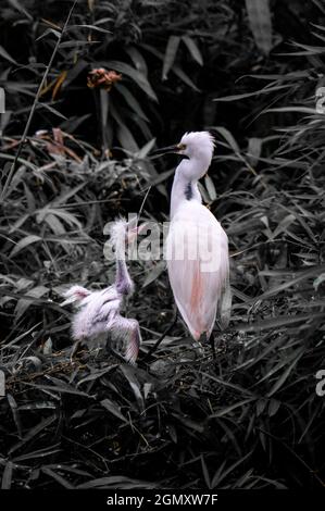 Bang Lang stork park in Can Tho city southern Vietnam Stock Photo