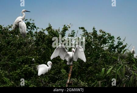 Bang Lang stork park in Can Tho city southern Vietnam Stock Photo