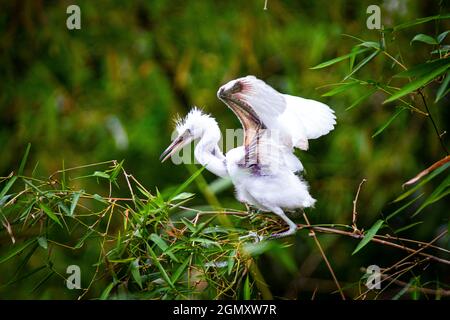 Bang Lang stork park in Can Tho city southern Vietnam Stock Photo