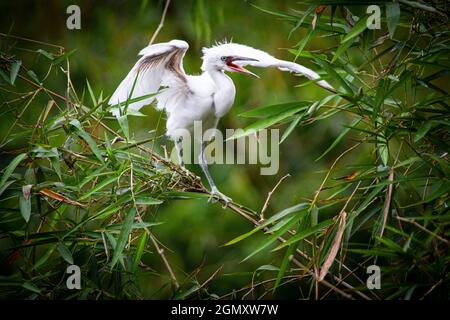 Bang Lang stork park in Can Tho city southern Vietnam Stock Photo