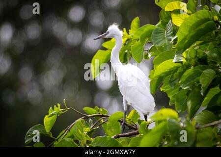 Bang Lang stork park in Can Tho city southern Vietnam Stock Photo