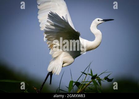 Bang Lang stork park in Can Tho city southern Vietnam Stock Photo