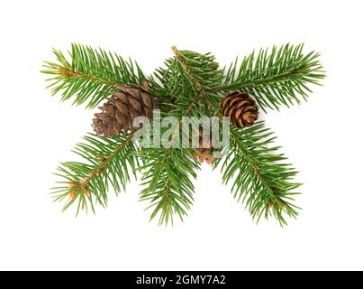 Front view of fir tree branch and cones isolated on white Stock Photo