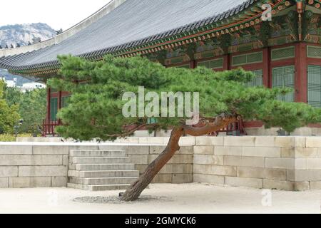 Close up of Korean Red Pine Tree in front of Pavilion at The National Folk Museum and Gyeongbokgung Palace of Korea Stock Photo