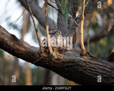 Tawny Frogmouth resting on tree branch Stock Photo