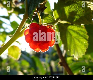 Single raspberry hangs on the bush in backlight. Rays of sun pass through the berry Stock Photo