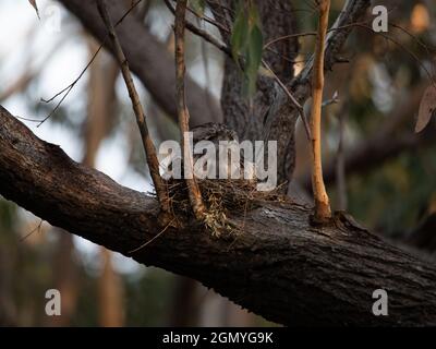 Tawny Frogmouth resting on tree branch Stock Photo