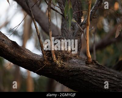 Tawny Frogmouth resting on tree branch Stock Photo