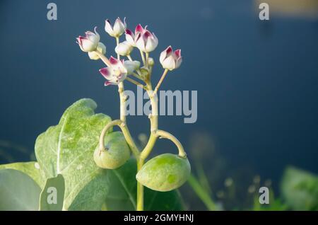 Selective focus on CALOTROPIS PROCERA plant isolated with blur background in morning sun light in park. White flowers, green leaves and fruits. Stock Photo