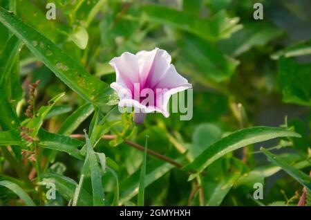 Selective focus on pink WATER SPINACH flower with green leaves isolated with green blur background in the morning sunlight in the garden. Stock Photo