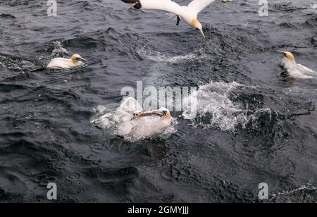 Northern gannets (Morus bassanus) fighting over and diving into the sea for herring fish in Firth of Forth, Scotland, UK Stock Photo