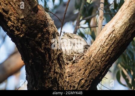 Tawny Frogmouth resting on tree branch Stock Photo