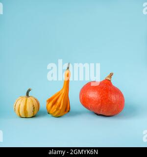 Three pumpkins and gourds of different shapes on light blue background. Front view. Thanksgiving concept Stock Photo